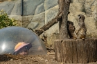 meerkat bubble
