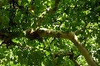 Wed 21st<br/>london plane