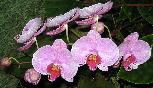Thu 10th<br/>orchids