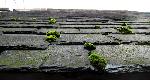 roof moss garden