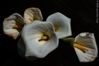 lillies going over