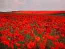 Sun 7th<br/>south heighton poppies
