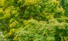 Mon 26th<br/>wind and rain