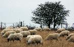 Fri 2nd<br/>bleak sheep