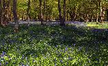 Wed 8th<br/>bluebell time again