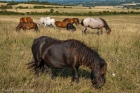 pony colours