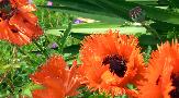 Wed 16th<br/>papaver