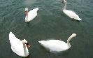 Sun 22nd<br/>four swans