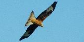 Tue 27th<br/>red kite