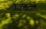 Mon 18th<br/>tree shadow bench