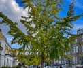 gingko biloba