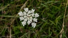 umbellifer
