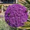 three bees