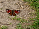 peacock butterfly