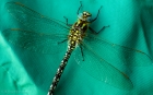 Sun 17th<br/>dragonfly