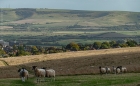 Sat 8th<br/>where sheep may safely graze