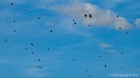 jackdaws