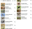 13 birds …