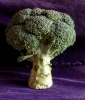 Thu 9th<br/>magic broccoli tree