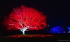 red tree (robin redbreast)