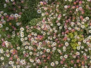 Fri 13th<br/>carpet