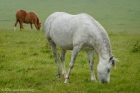 Thu 29th<br/>ponies on the downs