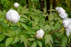 sample pic ...
