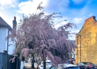 Tue 5th<br/>tamarisk tree