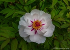 open peony