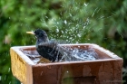 bath time for starling